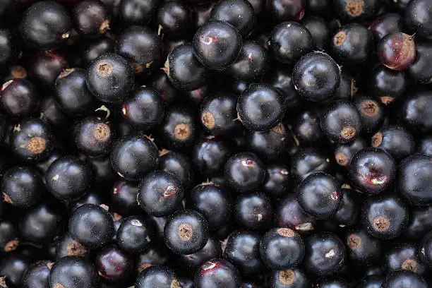 Small round dark violet fruit that grows on a bush.