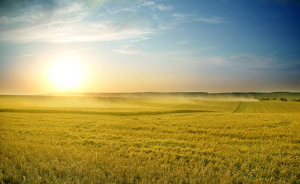 istock Autumn field of corn at sunset with blue sky 182175169