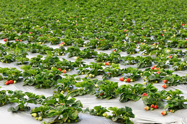 istock Ripe Strawberrys Ready for Harvest 182175243