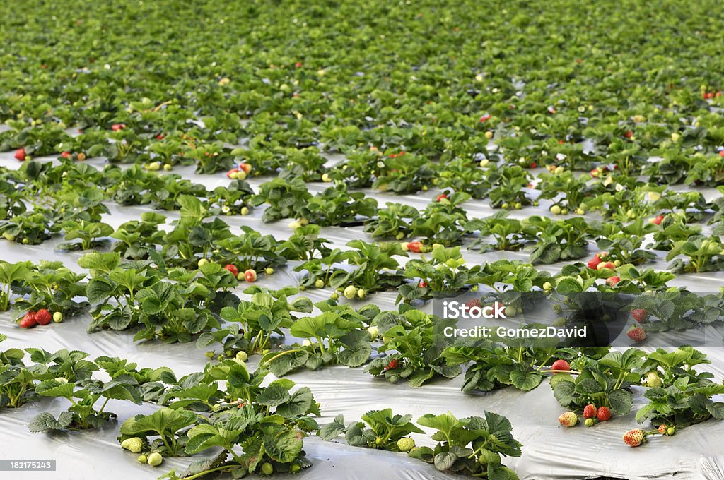 Madura Strawberrys prontos para a colheita - Foto de stock de Agricultura royalty-free