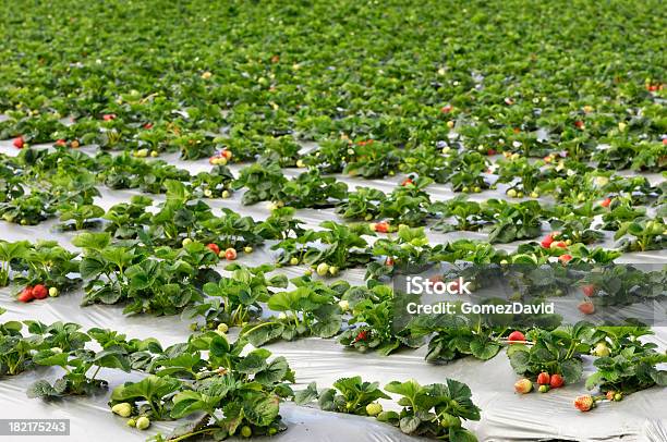 Strawberrys Pronto Para A Colheita De Tomates - Fotografias de stock e mais imagens de Agricultura - Agricultura, Alimentação Saudável, Antioxidante