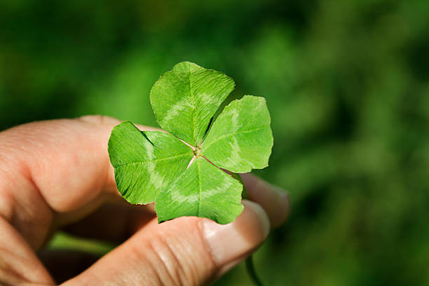 mano agarrando una trébol de cuatro hojas verdes talismán - 4leaf fotografías e imágenes de stock