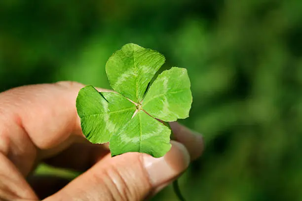 Horizontal view of a hand holding a freshly picked four leaf clover, a natural green good luck charm associated with Irish culture and St. Patrick's Day. 