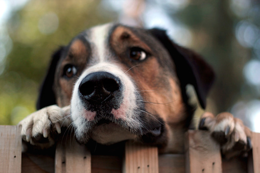 Photo of a mixed breed dog looking over a fence. Focus is on the nose of the dog.