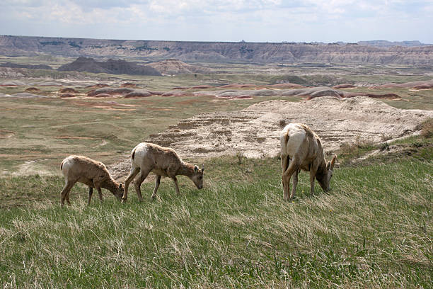 istock Badlands Bighorn Sheep 182175403