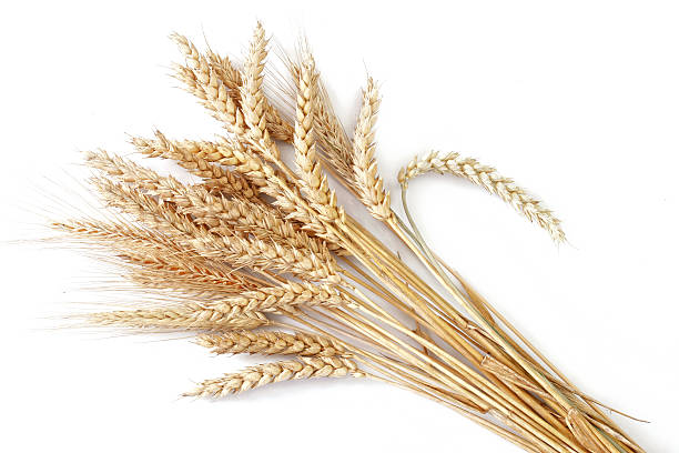 trigo - winter wheat fotografías e imágenes de stock