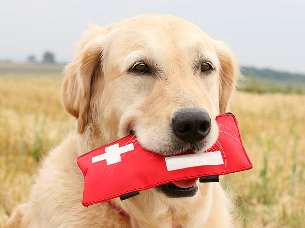golden retriever con kit di primo soccorso - dog first aid first aid kit assistance foto e immagini stock