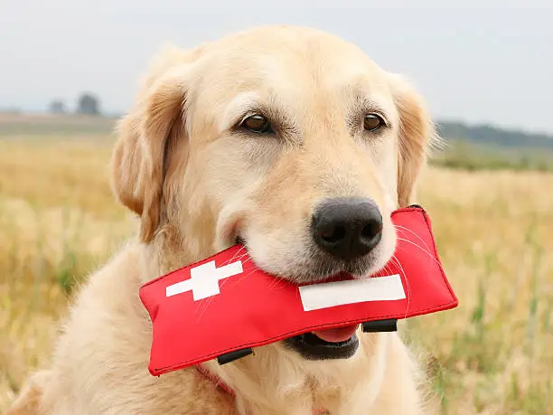Golden Retriever with First-Aid-Kit