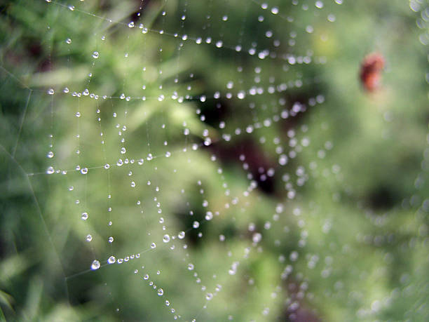 spiders web spiders web fiels stock pictures, royalty-free photos & images