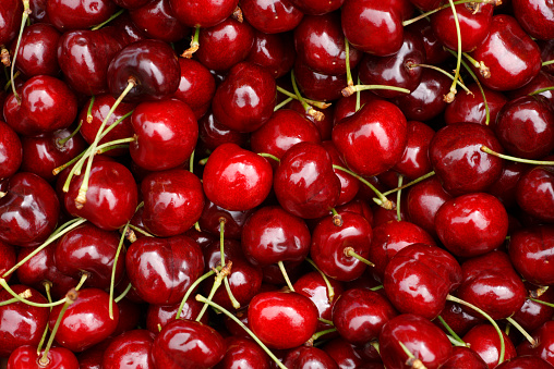 A bed of  farm fresh red cherries as seen in a bin at a farmer's market.  Bright and plump, the array of fresh cherries incite longings for summer and biting into the juicy fruit.  With the stems still attached, these cherries have only just made their way from the farm to the market, a jackpot for farmer's market shoppers.  
