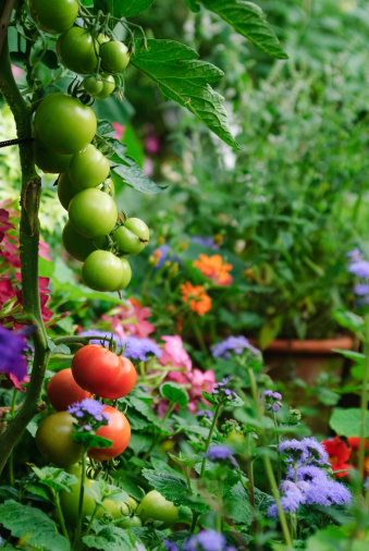 Tomatoes growing in a lush green garden