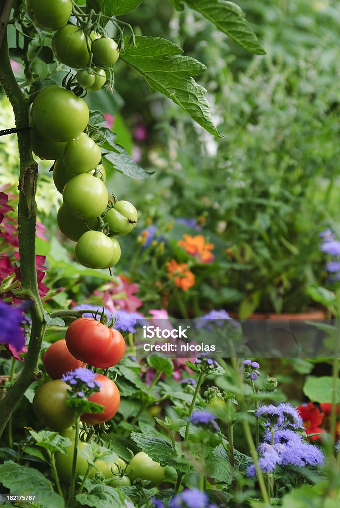 Os tomates - Royalty-free Horta Foto de stock