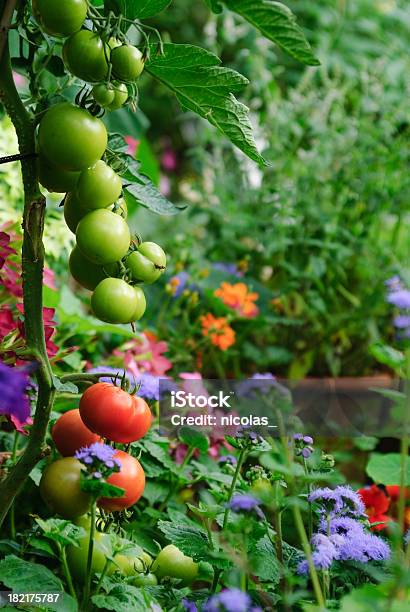 Os Tomates - Fotografias de stock e mais imagens de Horta - Horta, Flor, Legumes