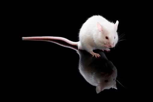 A small white mouse standing on his back legs and licking his front feet as if holding some food. Photographed against a black background which reflects his image beneath him.