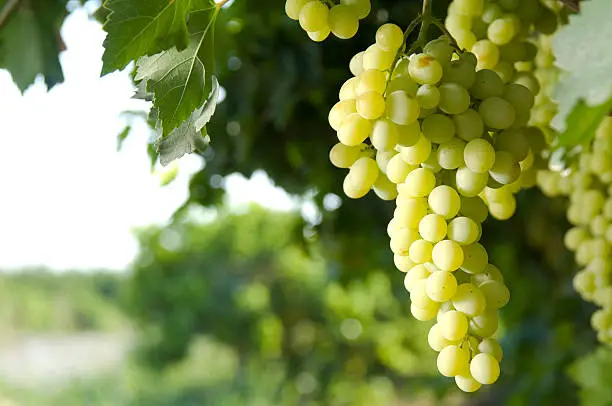 Photo of White Grapes