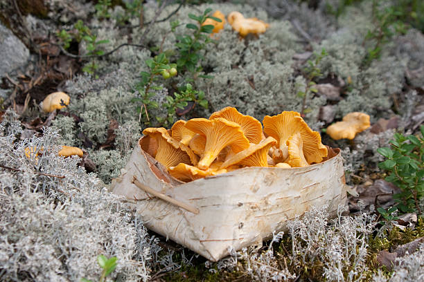 픽킹 살구버섯 버섯 - chanterelle basket edible mushroom mushroom 뉴스 사진 이미지