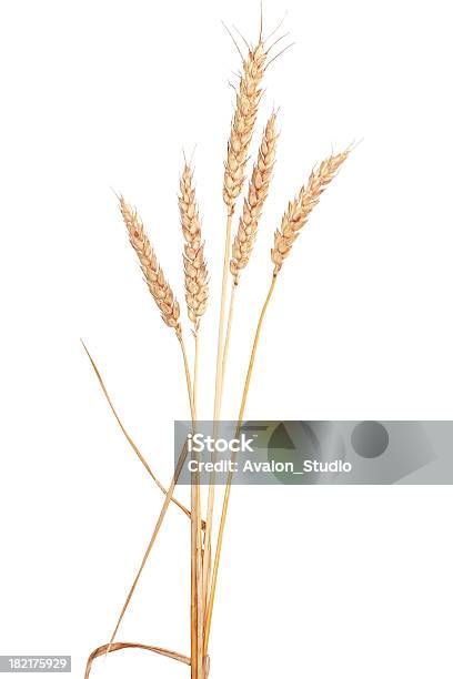小麦 - 小麦のストックフォトや画像を多数ご用意 - 小麦, カットアウト, クリッピングパス