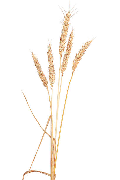 пшеница - corn corn crop corn on the cob isolated стоковые фото и изображения