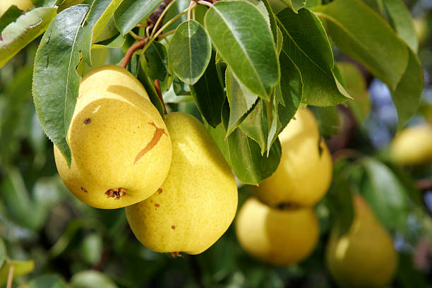 Birnen auf Baum – Foto