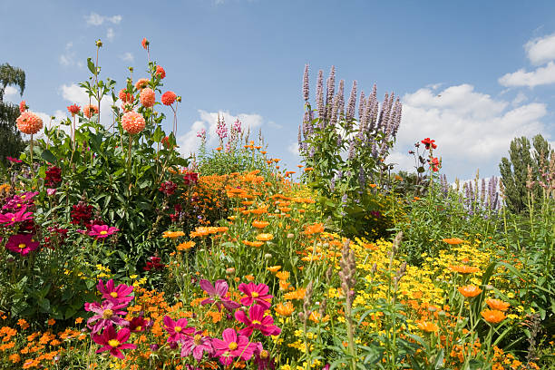 Bloomy garden Garden with a lot of blooming flowers blossoming stock pictures, royalty-free photos & images