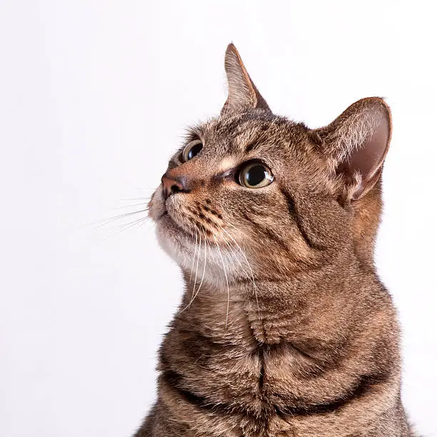 Photo of A picture of a cat on a white background looking up