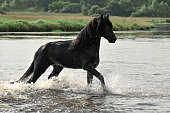 A black horse of the Frisian breed runs bathing with splashes in the river lake