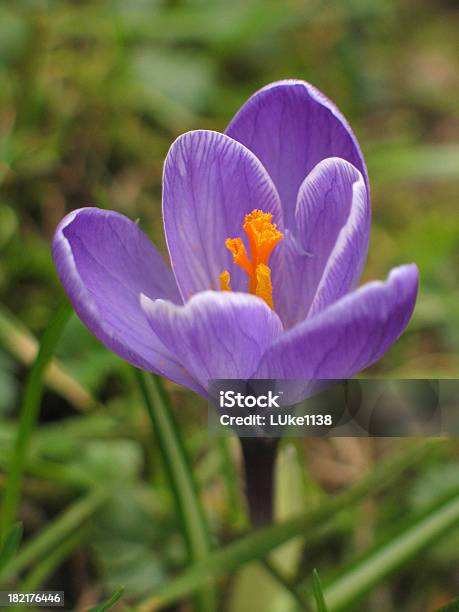 Foto de Croco e mais fotos de stock de Amarelo - Amarelo, Beleza natural - Natureza, Botão - Estágio de flora