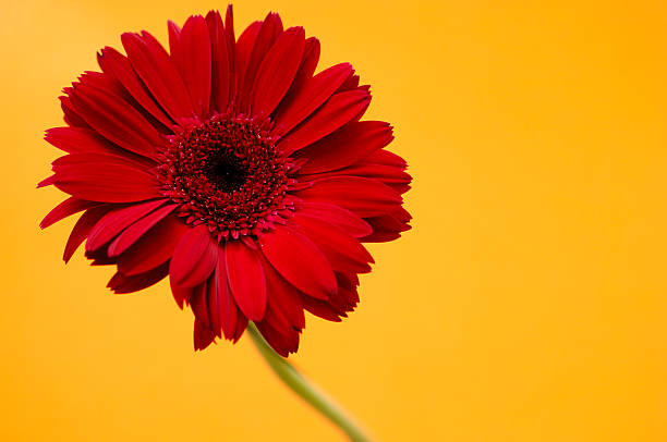 istock red Gerbera daisy flower with stem against orange 182176495