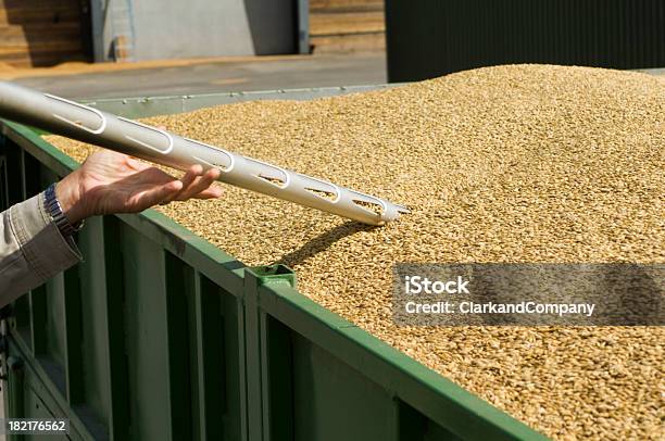 Las Muestras Se Toman Para Verificar El Grano La Calidad Después De Cosecha Foto de stock y más banco de imágenes de Almacén