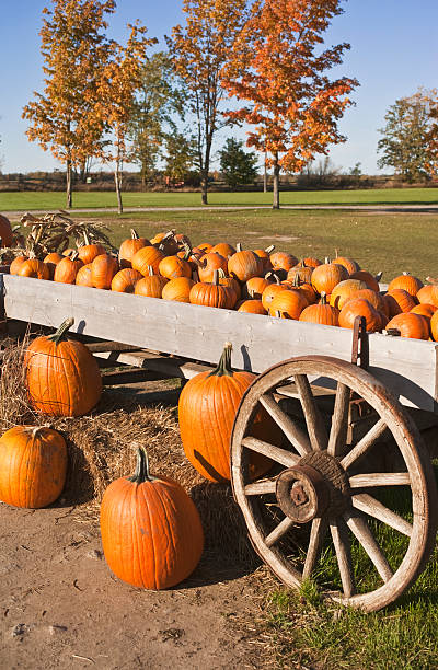 istock Autumn Pumpkin 182176634