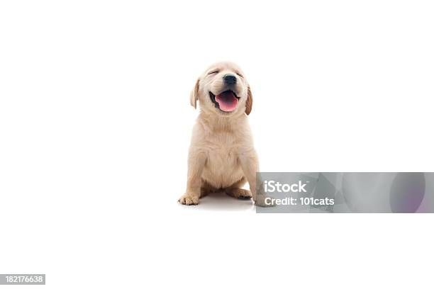 Happy Dog Stock Photo - Download Image Now - Puppy, Dog, White Background