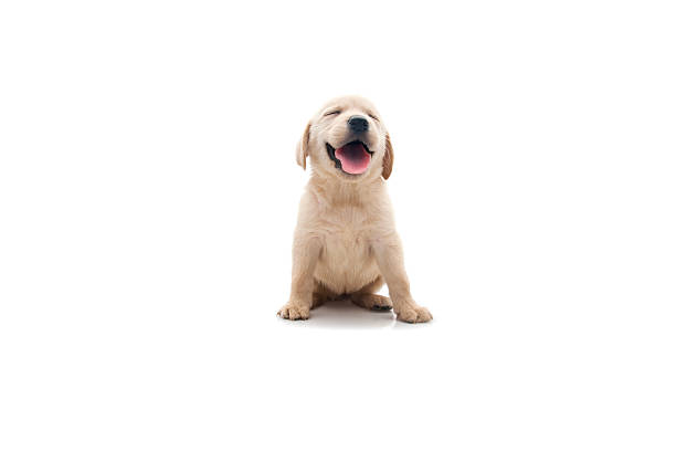 cachorro feliz - puppy isolated animal cute - fotografias e filmes do acervo