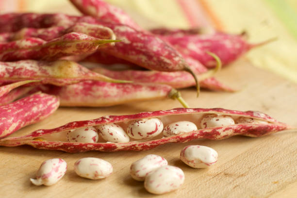 istock Freshly Shelled Cranberry Beans on Wooden Board 182176648
