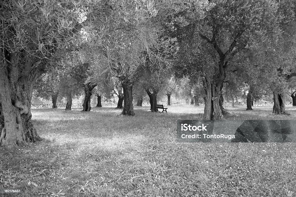 Wśród drzew oliwnych - Zbiór zdjęć royalty-free (Drzewo)
