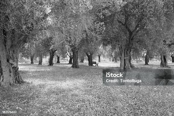 Wśród Drzew Oliwnych - zdjęcia stockowe i więcej obrazów Drzewo - Drzewo, Drzewo oliwne, Fotografika