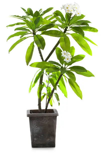 "Big, 5 feet tall frangipani tree in a stone pot, isolated on white."