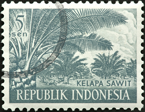 Indonesian palm plantation.