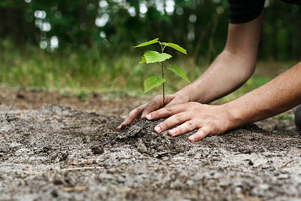 Young man's hands planting tree sapling Small plant in the ground with two hands around it.  The ground is wet and the background is out-of-focus greenery. planting stock pictures, royalty-free photos & images