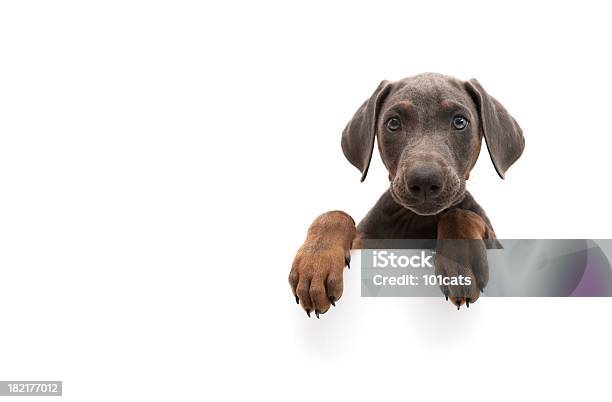 Doberman Pequeño Foto de stock y más banco de imágenes de Perro - Perro, Almohadillas - Pata de animal, Fondo blanco