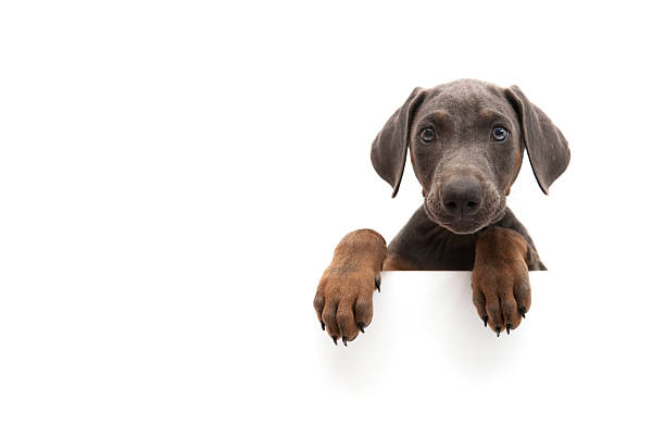 piccolo doberman - brown and white foto e immagini stock