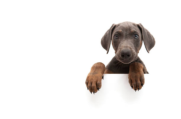 little doberman little doberman above white banner paw stock pictures, royalty-free photos & images