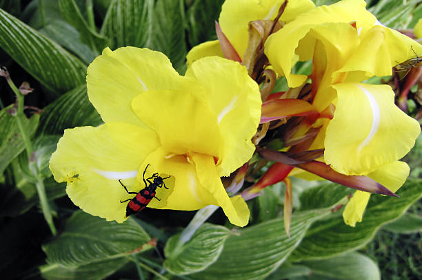 Blister Beetle on Flower A brilliantly-colored blister beetle makes its way up a petal of a bright yellow flower. collembola stock pictures, royalty-free photos & images