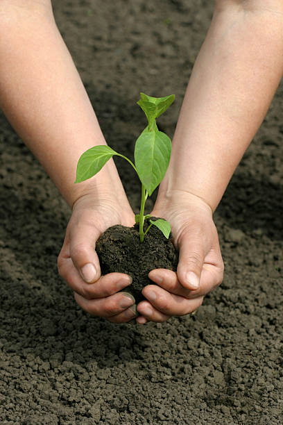 istock Beginning of life 182177095