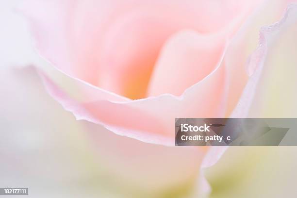 Dreamy Rose - zdjęcia stockowe i więcej obrazów Abstrakcja - Abstrakcja, Róża, Tło