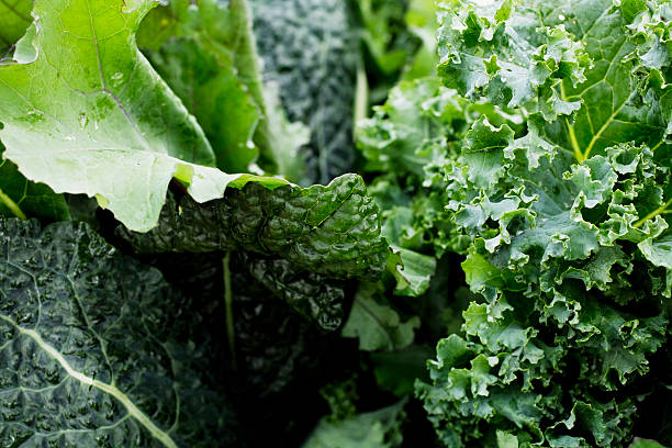 leafy greens close up "close up of leafy greens.selective focus, shot macro" kale photos stock pictures, royalty-free photos & images