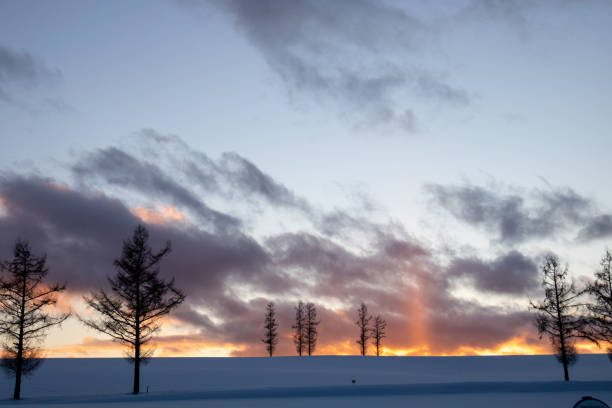 istock winter grove on the hill 1821771168