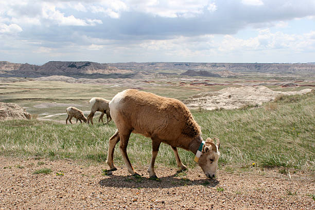 Bighorn Sheep in Badlands