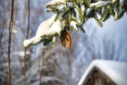 Snow-dusted spruce tree branch with pine cones