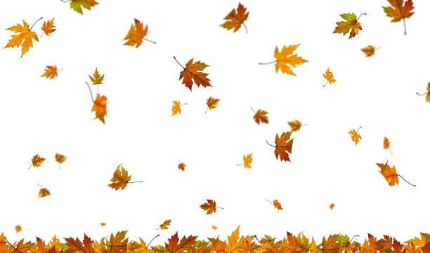Falling autumn leaves on plain white background stock photo