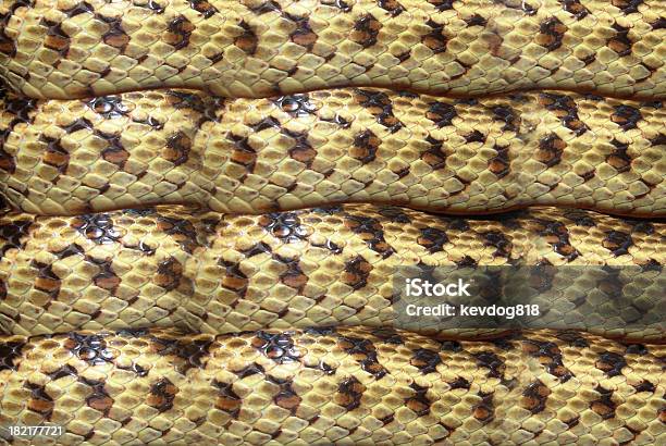 Pattern Ular Pola Ular Gopher Foto Stok - Unduh Gambar Sekarang - Alam, Bullsnake ...